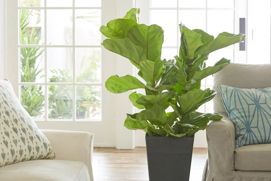 Plants Similar to Fiddle Leaf Fig